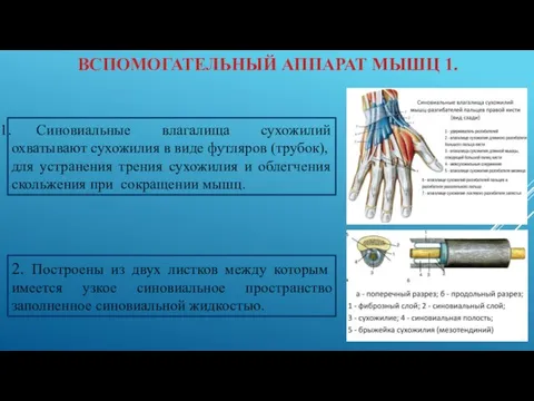 ВСПОМОГАТЕЛЬНЫЙ АППАРАТ МЫШЦ 1. Синовиальные влагалища сухожилий охватывают сухожилия в виде футляров