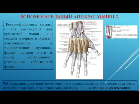 ВСПОМОГАТЕЛЬНЫЙ АППАРАТ МЫШЦ 2. Костно-фиброзные каналы - это вместилища для сухожилий мышц