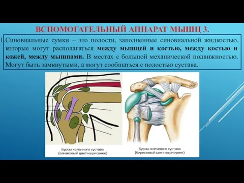 ВСПОМОГАТЕЛЬНЫЙ АППАРАТ МЫШЦ 3. Синовиальные сумки – это полости, заполненные синовиальной жидкостью,