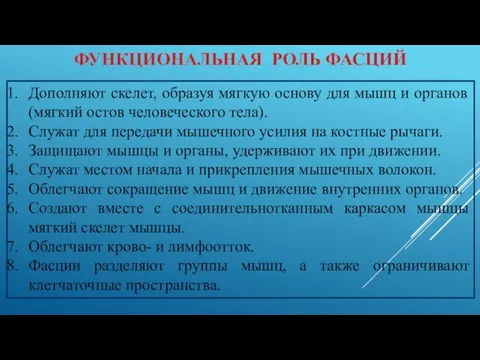 ФУНКЦИОНАЛЬНАЯ РОЛЬ ФАСЦИЙ Дополняют скелет, образуя мягкую основу для мышц и органов