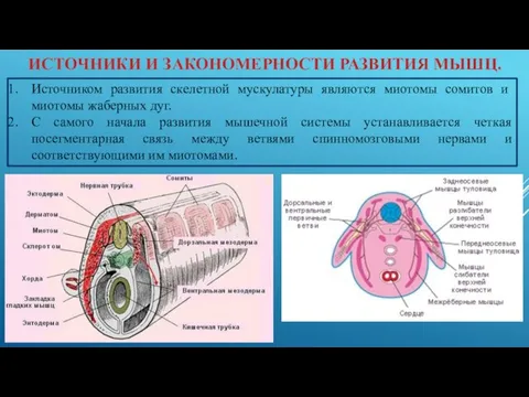 ИСТОЧНИКИ И ЗАКОНОМЕРНОСТИ РАЗВИТИЯ МЫШЦ. Источником развития скелетной мускулатуры являются миотомы сомитов