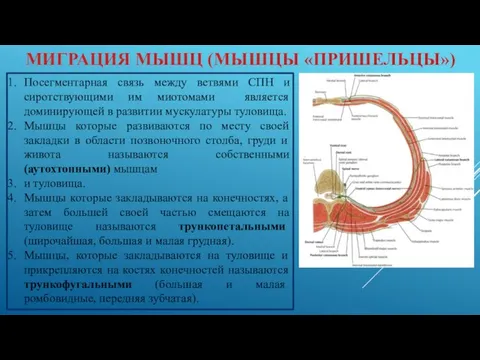 МИГРАЦИЯ МЫШЦ (МЫШЦЫ «ПРИШЕЛЬЦЫ») Посегментарная связь между ветвями СПН и сиротствующими им