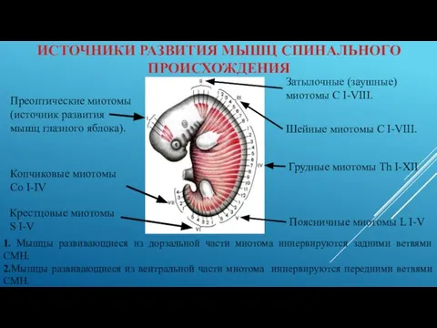 ИСТОЧНИКИ РАЗВИТИЯ МЫШЦ СПИНАЛЬНОГО ПРОИСХОЖДЕНИЯ Шейные миотомы C I-VIII. Грудные миотомы Th