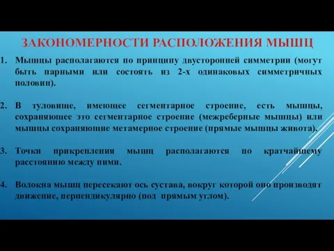 ЗАКОНОМЕРНОСТИ РАСПОЛОЖЕНИЯ МЫШЦ Мышцы располагаются по принципу двусторонней симметрии (могут быть парными