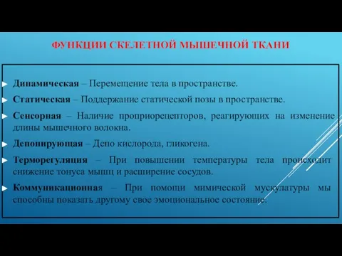 ФУНКЦИИ СКЕЛЕТНОЙ МЫШЕЧНОЙ ТКАНИ Динамическая – Перемещение тела в пространстве. Статическая –