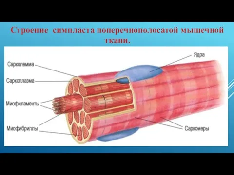 Строение симпласта поперечнополосатой мышечной ткани.