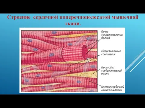 Строение сердечной поперечнополосатой мышечной ткани.