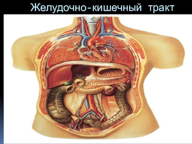 Желудочно-кишечный тракт