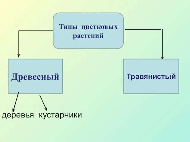 деревья кустарники Типы цветковых растений Древесный Травянистый