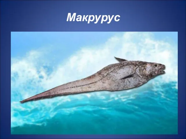 Макрурус