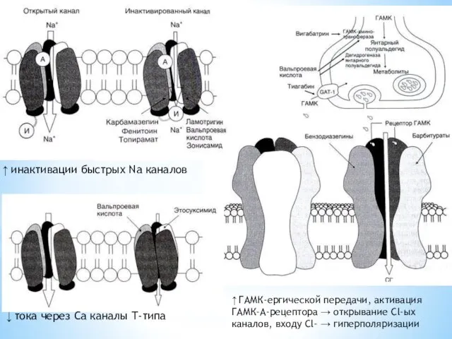 ↓ тока через Ca каналы Т-типа ↑ ГАМК-ергической передачи, активация ГАМК-А-рецептора →