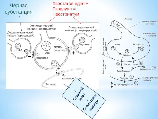 Хвостатое ядро + Скорлупа = Неостриатум Черная субстанция ↓ Спинной мозг ↓ Скелетные мышцы