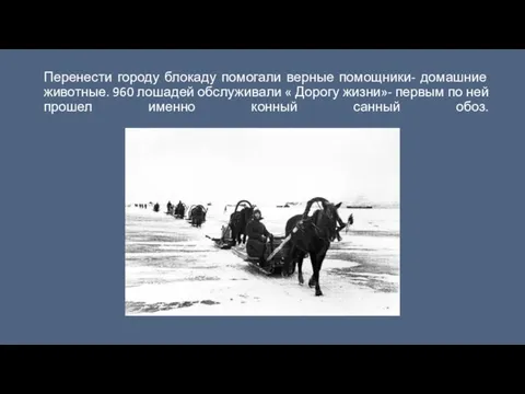 Перенести городу блокаду помогали верные помощники- домашние животные. 960 лошадей обслуживали «