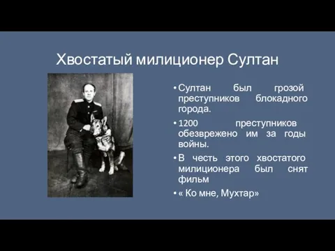 Хвостатый милиционер Султан Султан был грозой преступников блокадного города. 1200 преступников обезврежено