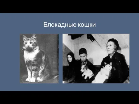 Блокадные кошки