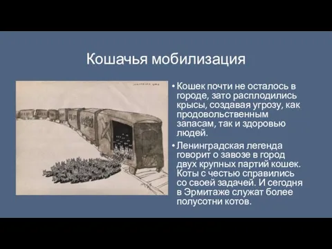 Кошачья мобилизация Кошек почти не осталось в городе, зато расплодились крысы, создавая