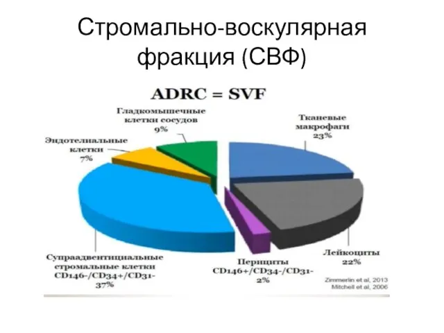 Стромально-воскулярная фракция (СВФ)