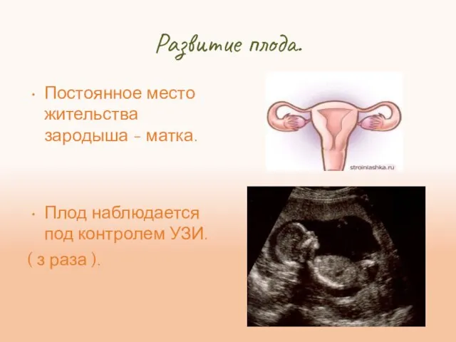 Развитие плода. Постоянное место жительства зародыша - матка. Плод наблюдается под контролем