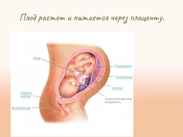 Плод растет и питается через плаценту.