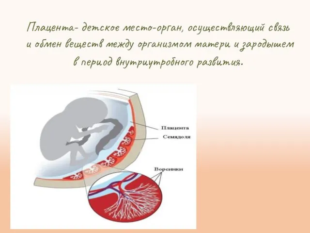 Плацента- детское место-орган, осуществляющий связь и обмен веществ между организмом матери и