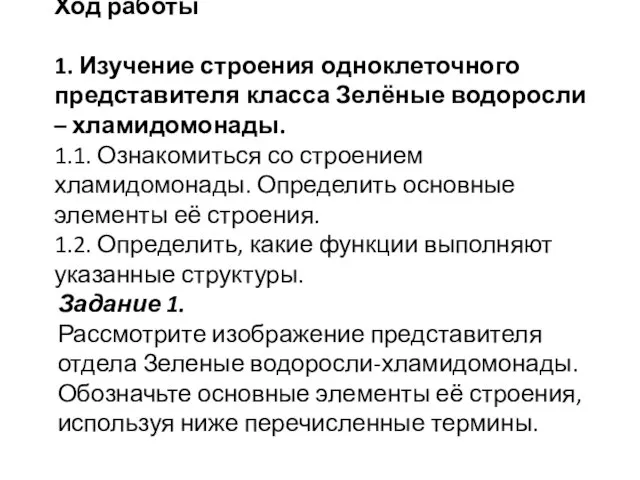 Ход работы 1. Изучение строения одноклеточного представителя класса Зелёные водоросли – хламидомонады.