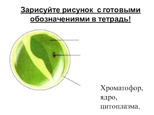 Хроматофор, ядро, цитоплазма. Зарисуйте рисунок с готовыми обозначениями в тетрадь!