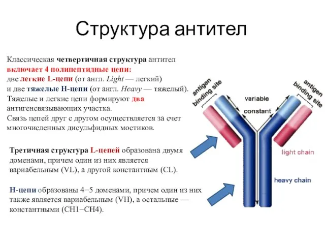 Структура антител Классическая четвертичная структура антител включает 4 полипептидные цепи: две легкие
