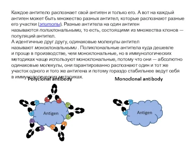 Каждое антитело распознает свой антиген и только его. А вот на каждый