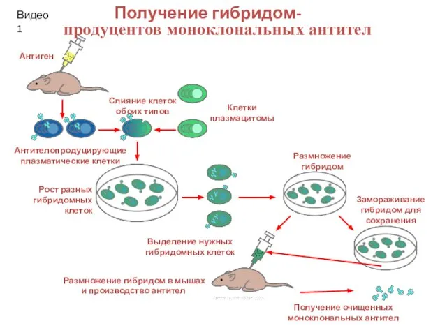 Антителопродуцирующие плазматические клетки Антиген Слияние клеток обоих типов Клетки плазмацитомы Получение очищенных