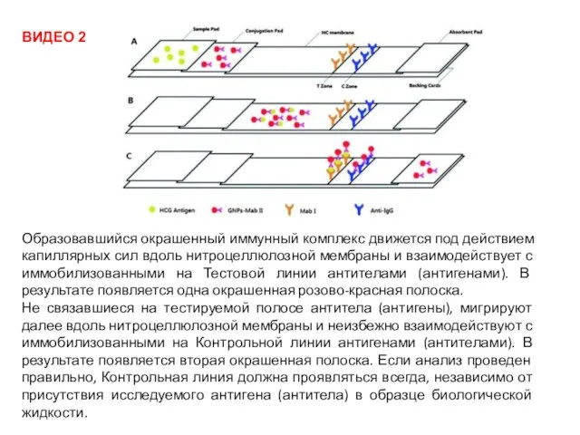 Образовавшийся окрашенный иммунный комплекс движется под действием капиллярных сил вдоль нитроцеллюлозной мембраны