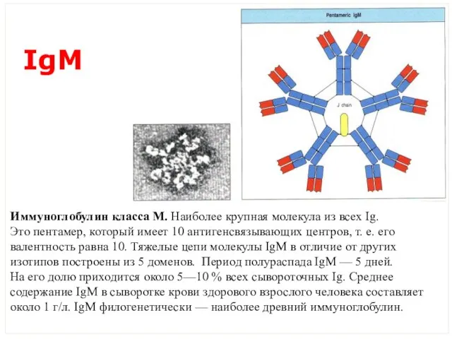 Иммуноглобулин класса М. Наиболее круп­ная молекула из всех Ig. Это пентамер, кото­рый