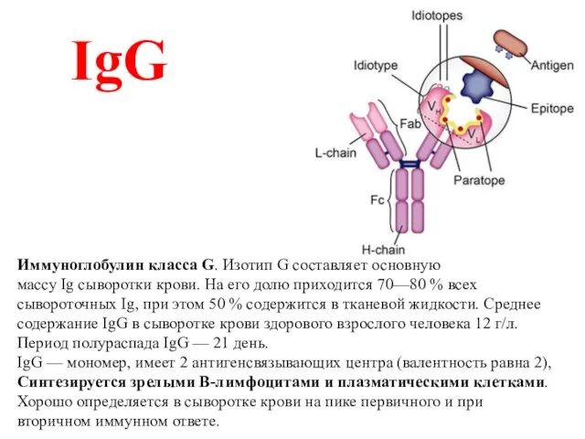 IgG Иммуноглобулин класса G. Изотип G состав­ляет основную массу Ig сыворотки крови.