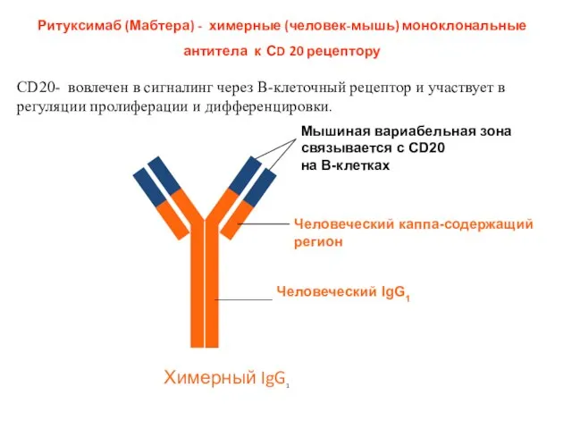 Ритуксимаб (Мабтера) - химерные (человек-мышь) моноклональные антитела к СD 20 рецептору Мышиная