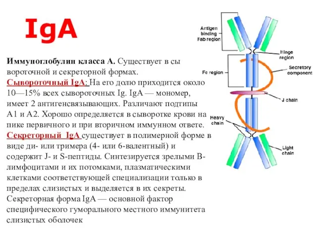 IgA Иммуноглобулин класса А. Существует в сы­вороточной и секреторной формах. Сывороточный IgA: