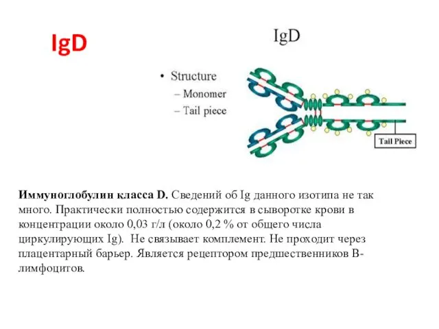 IgD Иммуноглобулин класса D. Сведений об Ig данного изотипа не так много.