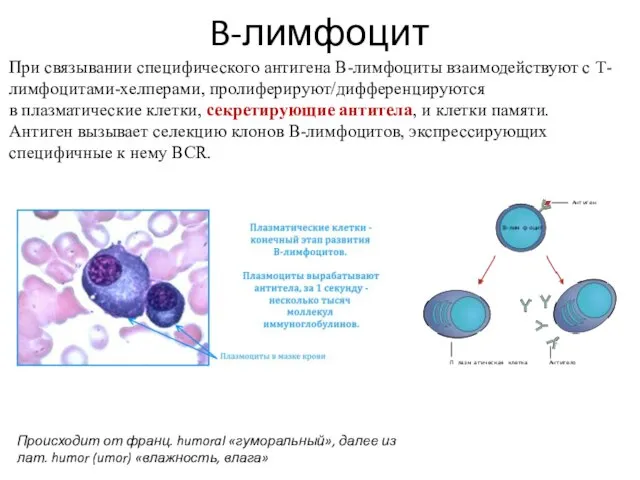 При связывании специфического антигена В-лимфоциты взаимодействуют с Т-лимфоцитами-хелперами, пролиферируют/дифференцируются в плазматические клетки,