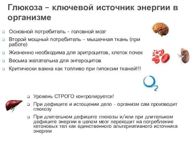 Основной потребитель – головной мозг Второй мощный потребитель – мышечная ткань (при