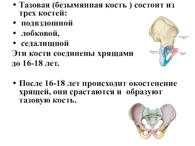 Тазовая (безымянная кость ) состоит из трех костей: подвздошной лобковой, седалищной Эти