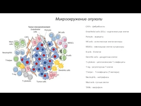 Микроокружение опухоли CAFs - фибробласты Endothelial cells (ECs) - эндотелиальные клетки Pericyte