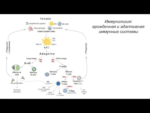 Иммунология: врожденная и адаптивная иммунные системы