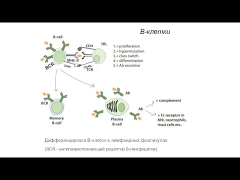 B-клетки Дифференцировка В-клеток в лимфоидных фолликулах (BCR - антигенраспознающий рецептор B-лимфоцитов)
