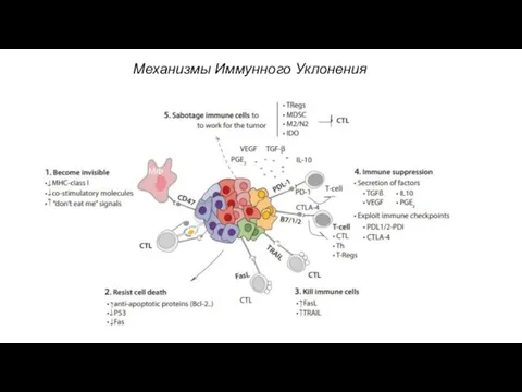 Механизмы Иммунного Уклонения