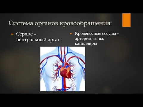 Система органов кровообращения: Сердце – центральный орган Кровеносные сосуды – артерии, вены, капилляры