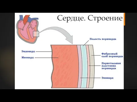 Сердце. Строение