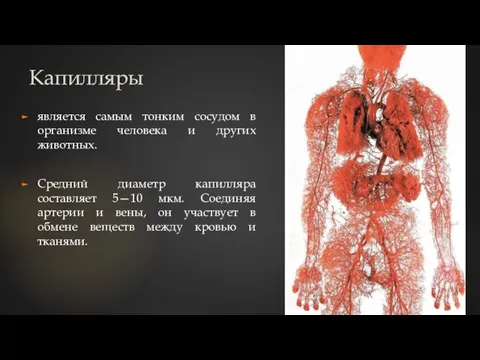 Капилляры является самым тонким сосудом в организме человека и других животных. Средний