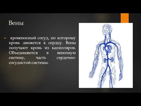 Вены кровеносный сосуд, по которому кровь движется к сердцу. Вены получают кровь