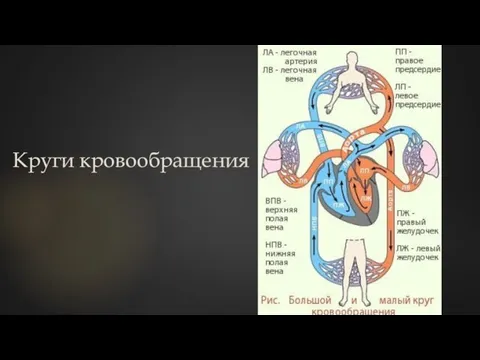 Круги кровообращения