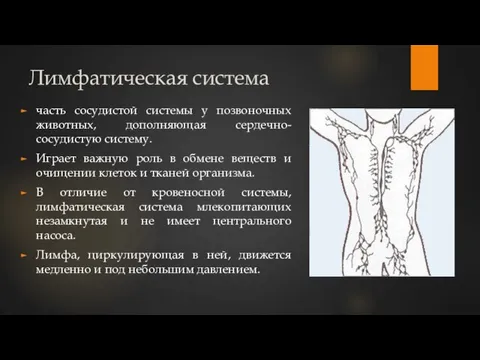 Лимфатическая система часть сосудистой системы у позвоночных животных, дополняющая сердечно-сосудистую систему. Играет