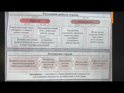 Регуляция Нервная и гуморальная