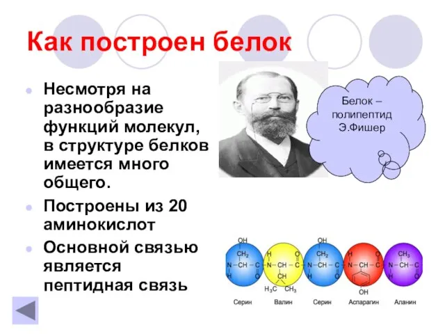 Как построен белок Несмотря на разнообразие функций молекул, в структуре белков имеется